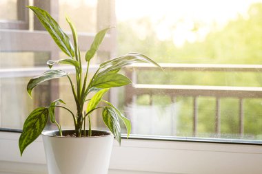 Aglaonema plant in a white pot stands on the windowsill.