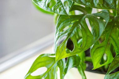 Monstera Monkey Mask or obliqua or Adansonii stands on the windowsill. Home plants care concept.