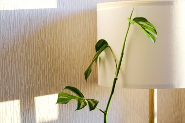 Rhaphidophora tetrasperma (Monstera Minima) stands stands next to a floor lamp in the living room.Home plants care concept.	