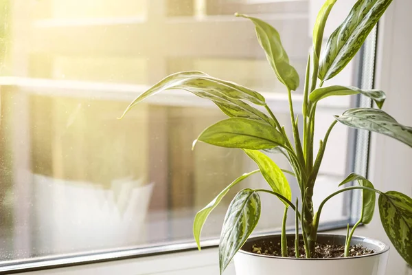 Aglaonema Plant White Pot Stands Windowsill — ストック写真