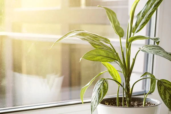 Aglaonema Plant White Pot Stands Windowsill — Stok Foto