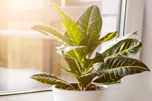 Croton or Codiaeum in a white flower pot stands on the windowsill. Home plants care concept.	