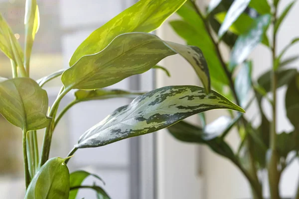 Aglaonema Plant White Pot Stands Windowsill — 图库照片