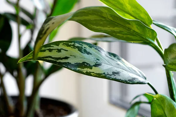 Aglaonema Plant White Pot Stands Windowsill — 图库照片
