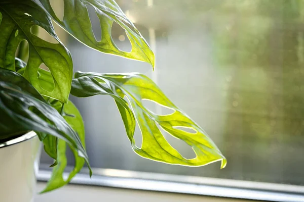 Monstera Monkey Mask Obliqua Adansonii Stands Windowsill Home Plants Care — Stok Foto