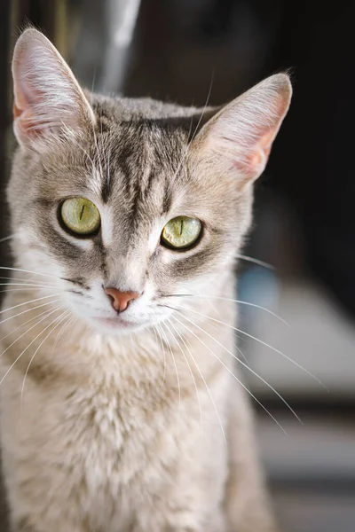 Gros Plan Chat Gris Domestique Aux Yeux Jaunes Chat Domestique — Photo