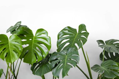 Beyaz arka planda birçok Monstera çeşnili lezzetli ya da İsviçre peyniri bitkisi bulunur. Şık ve minimalist şehir içi ormanı. Boş beyaz duvar ve kopyalama alanı