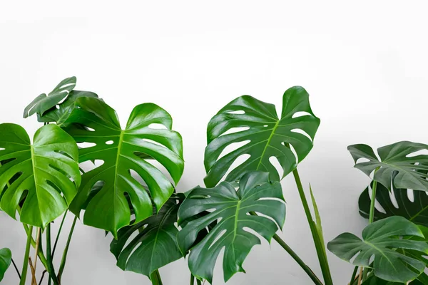 Muchas Plantas Variedad Monstera Deliciosa Planta Queso Suizo Sobre Fondo — Foto de Stock