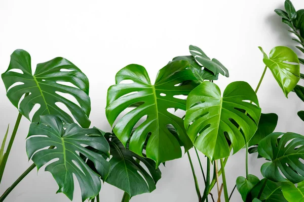 Beyaz arka planda birçok Monstera çeşnili lezzetli ya da İsviçre peyniri bitkisi bulunur. Şık ve minimalist şehir içi ormanı. Boş beyaz duvar ve kopyalama alanı