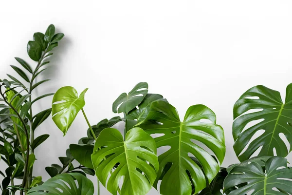 Beyaz arka planda birçok Monstera çeşnili lezzetli ya da İsviçre peyniri bitkisi bulunur. Şık ve minimalist şehir içi ormanı. Boş beyaz duvar ve kopyalama alanı