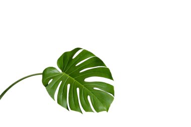 Kapalı yaprak Monstera deliciosa ya da İsviçre peynir bitkisi beyaz arka planda. Şık ve minimalist şehir içi. Boş beyaz duvar ve kopyalama alanı