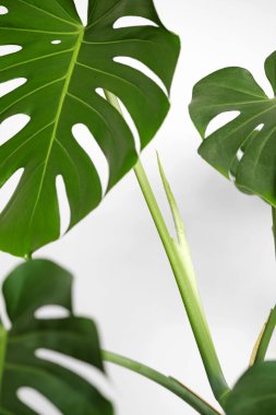Beyaz arka planda işlenmemiş Monstera deliciosa ya da İsviçre peyniri bitkisi. Şık ve minimalist şehir içi. Boş beyaz duvar ve kopyalama alanı