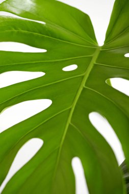 Kapalı yaprak Monstera deliciosa ya da İsviçre peynir bitkisi beyaz arka planda. Şık ve minimalist şehir içi. Boş beyaz duvar ve kopyalama alanı