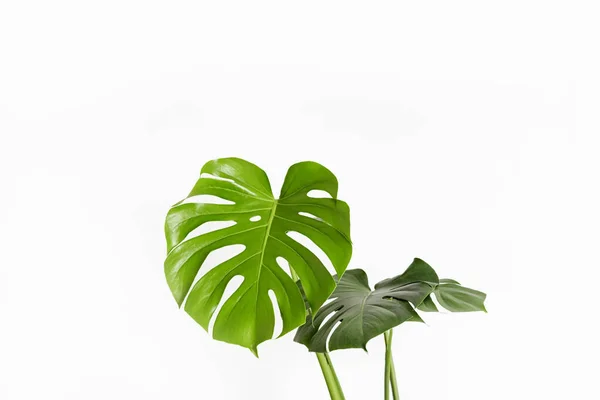 Hoja Cerca Monstera Deliciosa Planta Queso Suizo Sobre Fondo Blanco — Foto de Stock