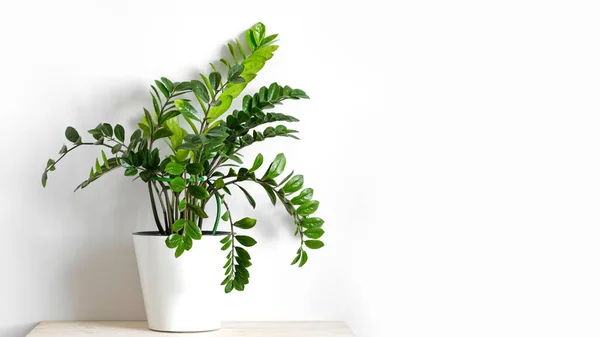 Zamioculcas Zamiifolia ya da ZZ Bitkisi, beyaz çiçek saksısında, beyaz arka planda, ahşap masanın üzerinde duruyor. Zamioculcas bitkisi olan modern ev bitkileri, asgari yaratıcı ev dekorasyonu konsepti, bahçe odası