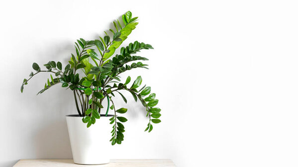 Zamioculcas Zamiifolia or ZZ Plant in white flower pot stand on wooden table on a light background. Modern houseplants with Zamioculcas plant, minimal creative home decor concept, garden room