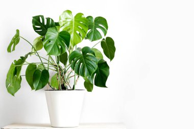 Beyaz bir saksıda beyaz bir fonda beyaz bir kaidenin üzerinde duran İsviçre peyniri ya da Monstera deliciosa. Şık ve minimalist şehir içi..