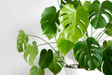 Beyaz bir saksıda beyaz bir fonda beyaz bir kaidenin üzerinde duran İsviçre peyniri ya da Monstera deliciosa. Şık ve minimalist şehir içi..