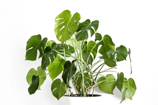 Monstera Deliciosa Oder Schweizer Käsepflanze Weißen Blumentopf Steht Auf Einem — Stockfoto