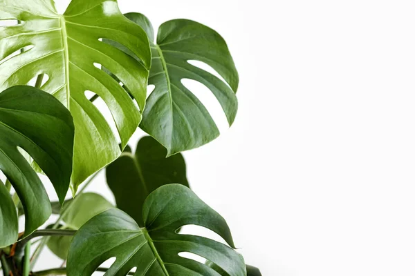 Monstera Deliciosa Planta Queso Suizo Una Maceta Blanca Encuentra Sobre — Foto de Stock