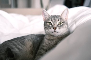 Evcil çizgili gri bir kedi yatakta uyuyor. Evin içindeki kediyi diyorum. Veteriner klinikleri için görüntü, kedilerle ilgili siteler. Dünya Kedi Günü