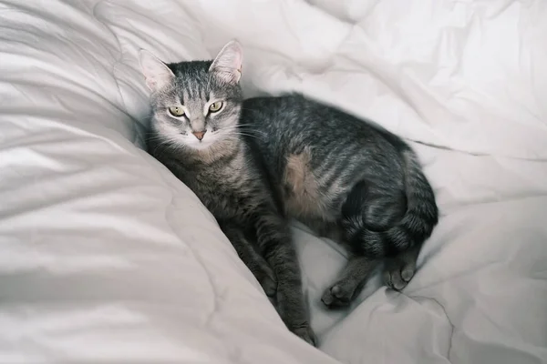 Evcil Çizgili Gri Bir Kedi Yatakta Uyuyor Evin Içindeki Kediyi — Stok fotoğraf