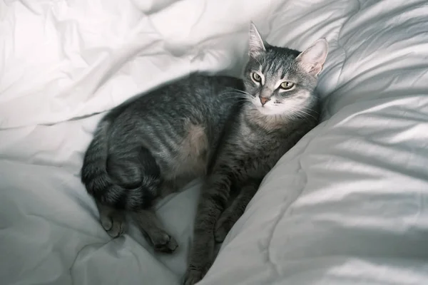 Chat Gris Rayé Domestique Dort Sur Lit Chat Intérieur Maison — Photo