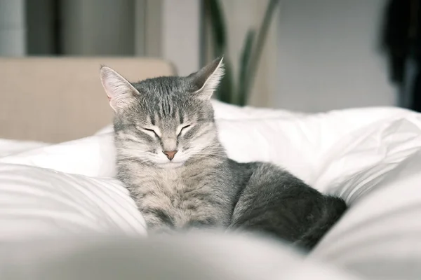 Evcil Çizgili Gri Bir Kedi Yatakta Uyuyor Evin Içindeki Kediyi — Stok fotoğraf