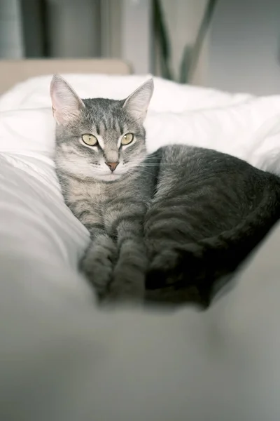 Chat Gris Rayé Domestique Dort Sur Lit Chat Intérieur Maison — Photo