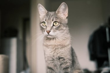 Sarı gözlü yerli çizgili gri bir kedi yatakta oturur. Evin içindeki kediyi diyorum. Veteriner klinikleri için görüntü, kedilerle ilgili siteler.