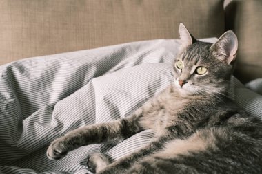 Yatağın üzerinde çizgili gri bir kedi yatıyordu. Evin içindeki kedi. Veteriner klinikleri için görüntü, kedilerle ilgili siteler. Dünya Kedi Günü
