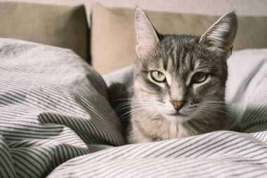 Yatağın üzerinde çizgili gri bir kedi yatıyordu. Evin içindeki kedi. Veteriner klinikleri için görüntü, kedilerle ilgili siteler. Dünya Kedi Günü