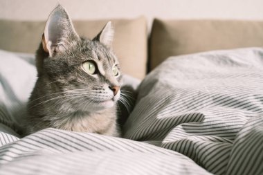 Yatağın üzerinde çizgili gri bir kedi yatıyordu. Evin içindeki kedi. Veteriner klinikleri için görüntü, kedilerle ilgili siteler. Dünya Kedi Günü