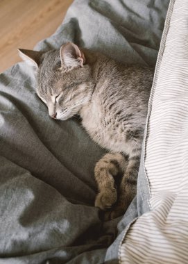 Evcil çizgili gri bir kedi sıcak bir battaniyenin altında yatakta uyur. Samimi bir kavram. Evin içindeki kedi. Veteriner klinikleri için görüntü, kedilerle ilgili siteler. Dünya Kedi Günü