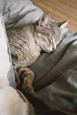 Evcil çizgili gri bir kedi sıcak bir battaniyenin altında yatakta uyur. Samimi bir kavram. Evin içindeki kedi. Veteriner klinikleri için görüntü, kedilerle ilgili siteler. Dünya Kedi Günü