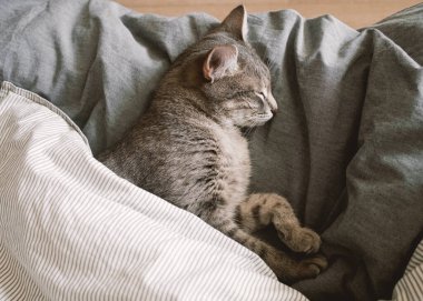 Evcil çizgili gri bir kedi sıcak bir battaniyenin altında yatakta uyur. Samimi bir kavram. Evin içindeki kedi. Veteriner klinikleri için görüntü, kedilerle ilgili siteler. Dünya Kedi Günü