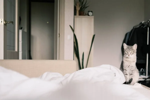 Yatağın Üzerinde Beyaz Bir Battaniye Üzerinde Oturan Çizgili Gri Bir — Stok fotoğraf