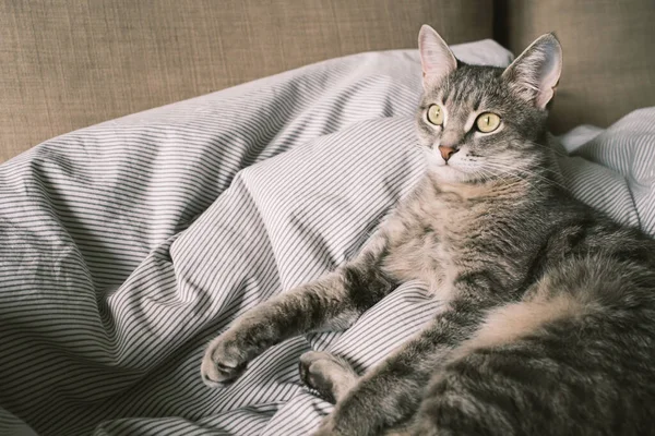 Yatağın Üzerinde Çizgili Gri Bir Kedi Yatıyordu Evin Içindeki Kedi — Stok fotoğraf