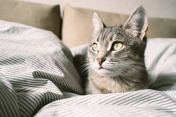 Inhemsk Randig Grå Katt Ligger Sängen Katten Heminredningen Bild För — Stockfoto