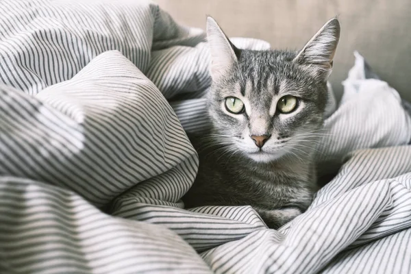 Yatağın üzerinde çizgili gri bir kedi yatıyordu. Evin içindeki kedi. Veteriner klinikleri için görüntü, kedilerle ilgili siteler. Dünya Kedi Günü