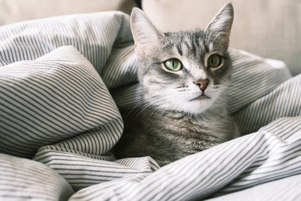 Yatağın Üzerinde Çizgili Gri Bir Kedi Yatıyordu Evin Içindeki Kedi — Stok fotoğraf