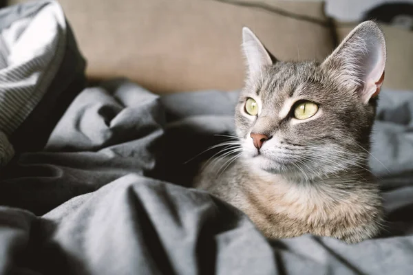 Yatağın Üzerinde Çizgili Gri Bir Kedi Yatıyordu Evin Içindeki Kedi — Stok fotoğraf