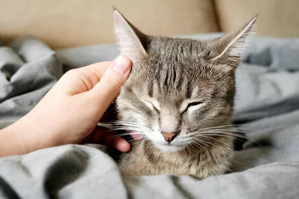 灰色条纹猫躺在床上 女人的手放在灰色的背景上 女主人轻轻地抚摸着她的猫的毛皮 猫与人之间的关系 世界宠物日 — 图库照片