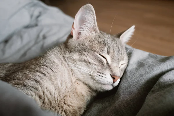 Evcil Çizgili Gri Bir Kedi Sıcak Bir Battaniyenin Altında Yatakta — Stok fotoğraf