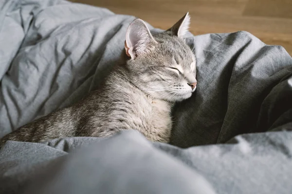 Evcil Çizgili Gri Bir Kedi Sıcak Bir Battaniyenin Altında Yatakta — Stok fotoğraf