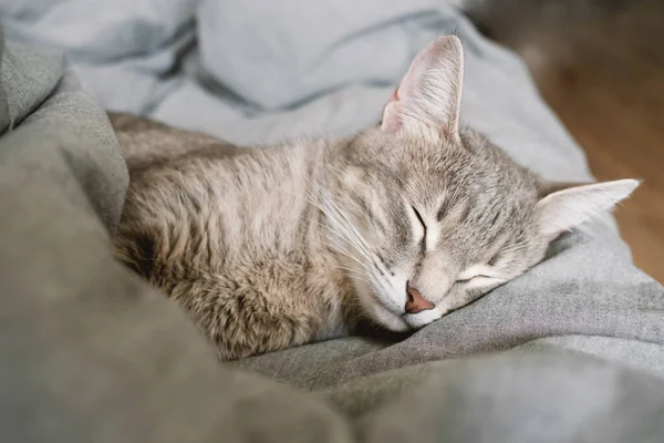 Evcil Çizgili Gri Bir Kedi Sıcak Bir Battaniyenin Altında Yatakta — Stok fotoğraf
