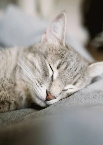 暖かい毛布の下でベッドの上で国内の縞グレーの猫の睡眠 猫の頭 ひげが閉じています 居心地の良いコンセプト 家の中の猫 世界猫の日 — ストック写真