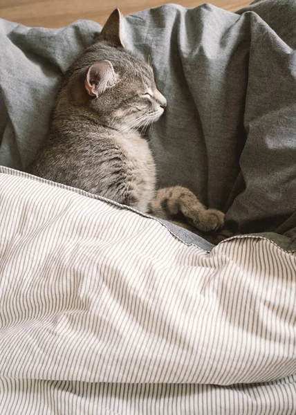 Eine Grau Gestreifte Hauskatze Schläft Auf Dem Bett Unter Einer — Stockfoto