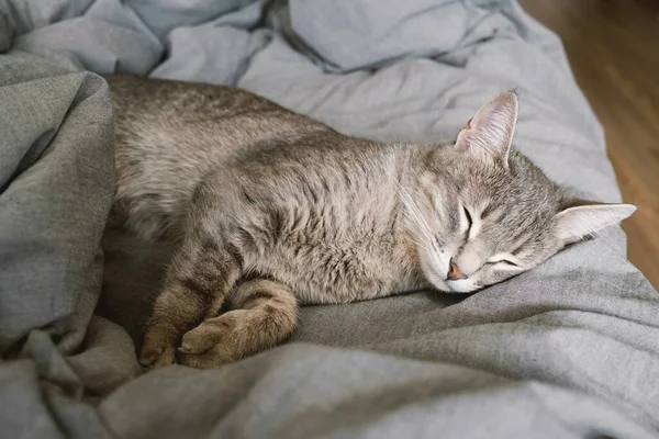 一只家养的条纹灰猫在温暖的毛毯下睡在床上 舒适的概念 家庭内部的猫 兽医诊所的图像 关于猫的地方 世界猫日 — 图库照片