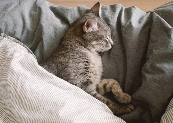 Evcil çizgili gri bir kedi sıcak bir battaniyenin altında yatakta uyur. Samimi bir kavram. Evin içindeki kedi. Veteriner klinikleri için görüntü, kedilerle ilgili siteler. Dünya Kedi Günü